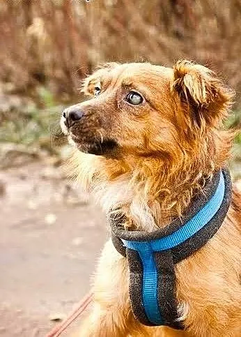 Karmel do adopcji, mazowieckie Warszawa