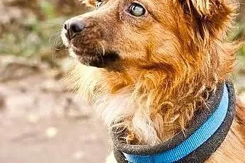Karmel do adopcji, mazowieckie Warszawa