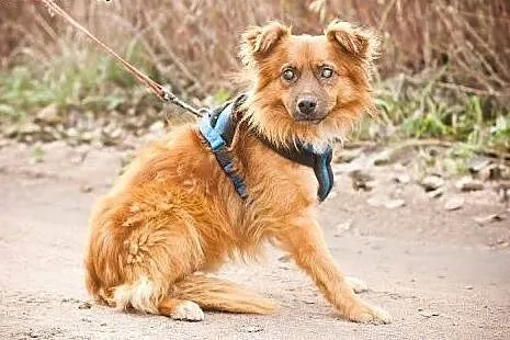 Karmel do adopcji,  mazowieckie Warszawa