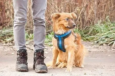 Karmel do adopcji,  mazowieckie Warszawa