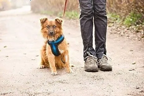 Karmel do adopcji,  mazowieckie Warszawa