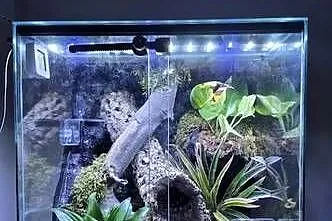 Gekon orzęsiony z terrarium bioaktywnym + suplementy
