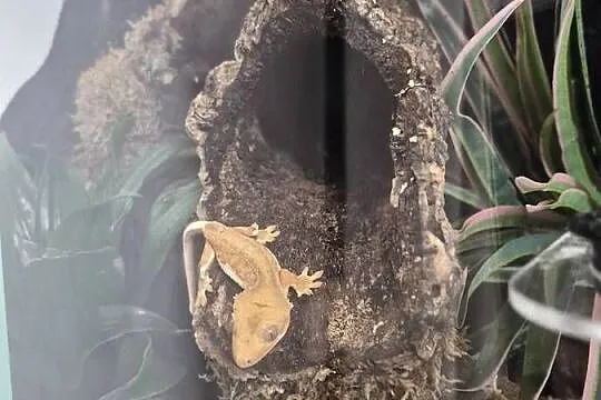 Gekon orzęsiony z terrarium bioaktywnym + suplementy, Śląskie, Bielsko-Biała