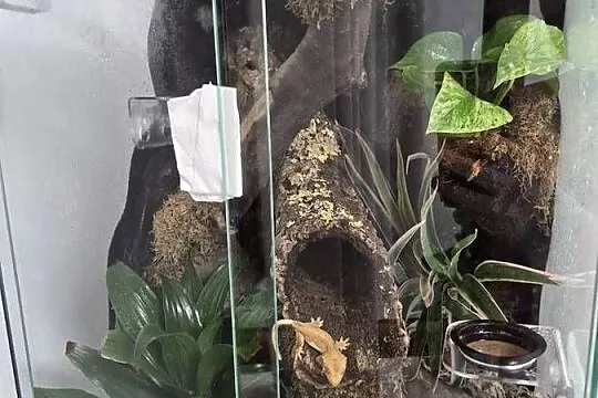 Gekon orzęsiony z terrarium bioaktywnym + suplementy, Śląskie, Bielsko-Biała