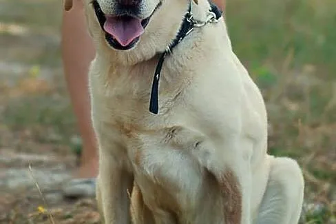Kula do pokochania od zaraz_