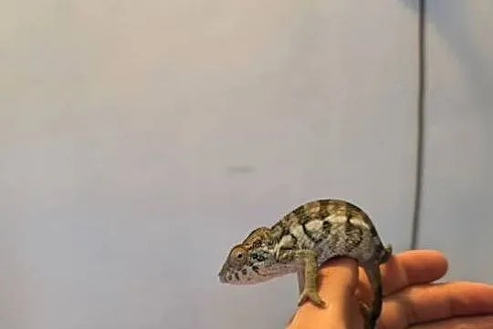 Kameleon lamparci samiczka nosy flay