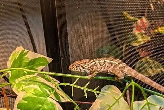Kameleon lamparci samiczka nosy flay, Warmińsko-mazurskie, Olsztyn