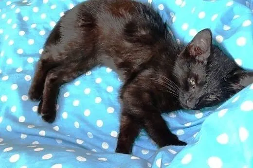 Lily - mała kotka spod wiaduktu,  łódzkie Łódź