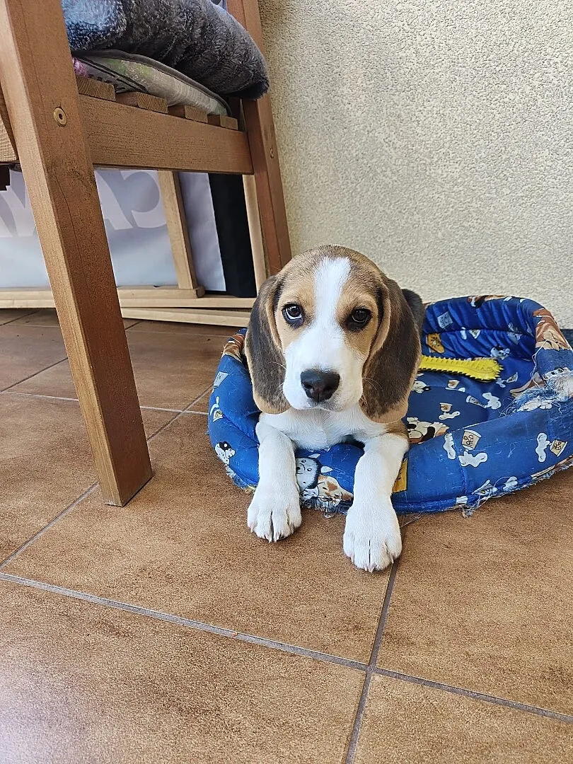 Uroczy Beagle, Podlaskie, Białystok
