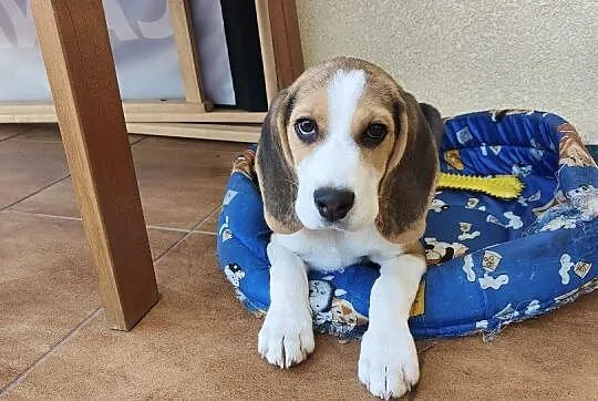 Uroczy Beagle, Podlaskie, Białystok