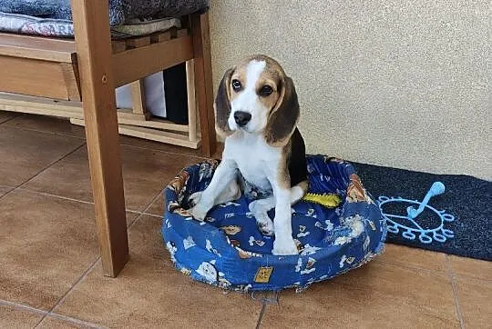 Uroczy Beagle, Podlaskie, Białystok