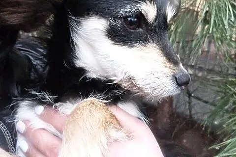 Mgiełka 5 miesięczna sunia potrzebuje pilnie kocha