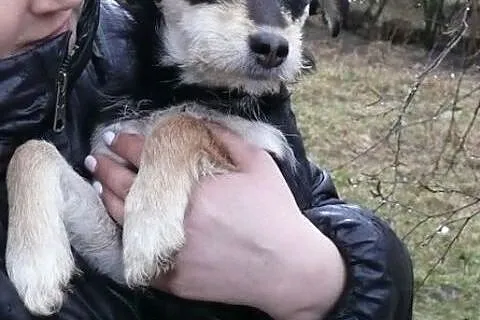 Mgiełka 5 miesięczna sunia potrzebuje pilnie kocha