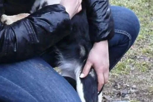 Mgiełka 5 miesięczna sunia potrzebuje pilnie kocha