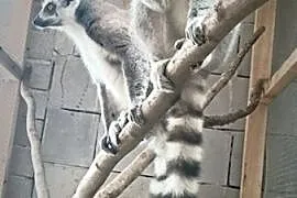 Lemury katta, Konin