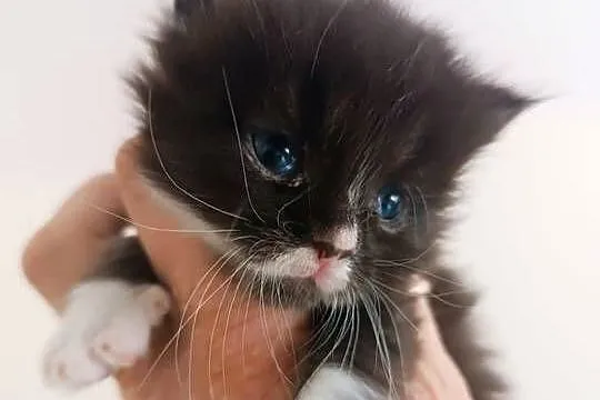 Kocurek Maine Coon, Kujawsko-pomorskie, Warlubie