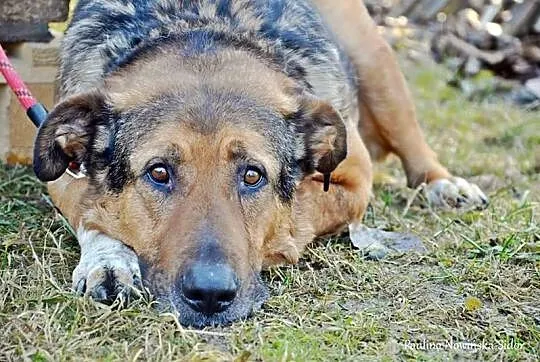 Azor, potulny psiak gaśnie w oczach, pomóżmy mu!