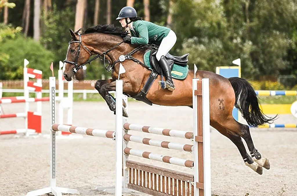 Sprzedam trzy klacze mini szeltandy, ,