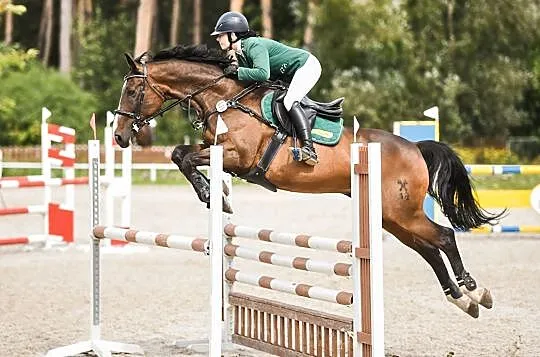 Sprzedam trzy klacze mini szeltandy, , 