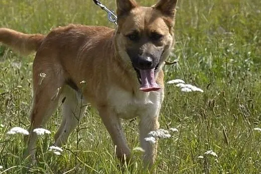 Bravo - śliczny i kochany psiak, większy szczeniak