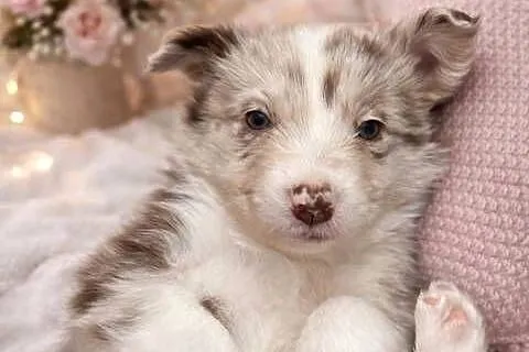 Szczeniak border collie piesek, Łódzkie, Łódź