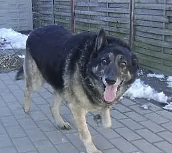 Pies Barnej, kto go pokocha i da mu jedyny wymarzo