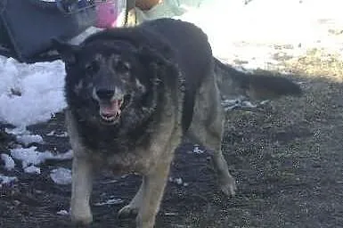Pies Barnej, kto go pokocha i da mu jedyny wymarzo