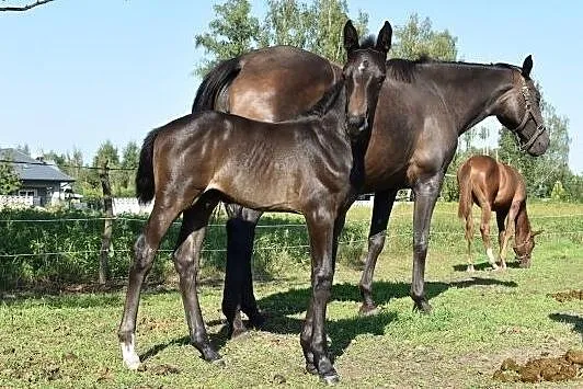 Ogier po Diamant de Semilly, , 