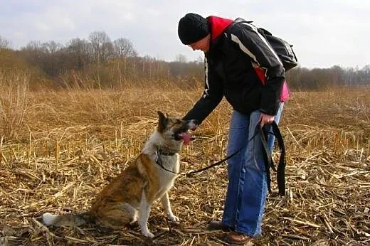 Asan, piękny młody pies szuka domu,  mazowieckie W