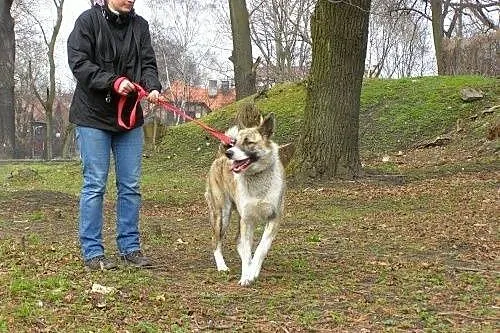 Asan, piękny młody pies szuka domu,  mazowieckie W