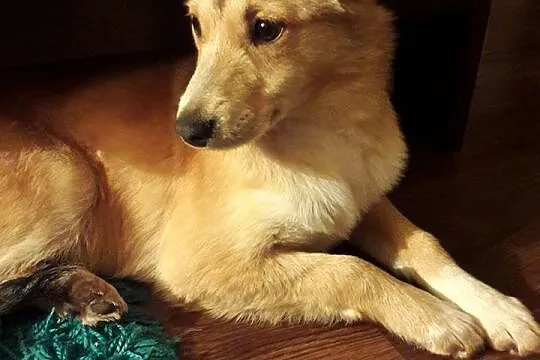 Sara, 6 miesięczny RUDY LISEK, cudna domowa, nieko