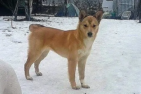 Sara, 6 miesięczny RUDY LISEK, cudna domowa, nieko