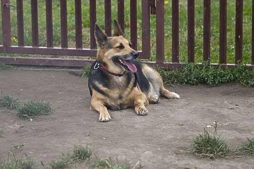 Boska Sara owczarkowata do adopcji :),  mazowiecki