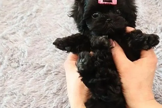 Maltipoo, Wronki