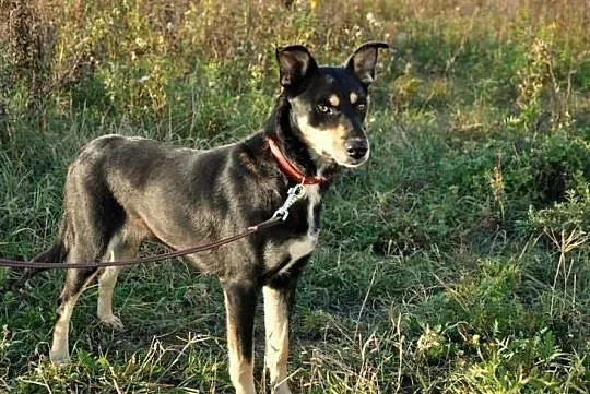 FIESTA – średnia drobna przyjazna suczka –ADOPTUJ