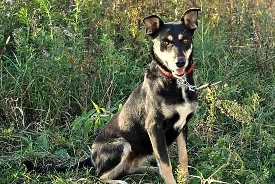 FIESTA – średnia drobna przyjazna suczka –ADOPTUJ