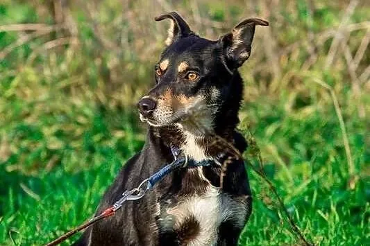 FIESTA – średnia drobna przyjazna suczka –ADOPTUJ