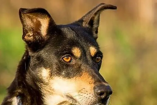 FIESTA – średnia drobna przyjazna suczka –ADOPTUJ