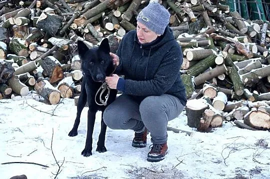 Kruk, młody, przepiękny pies w typie OWCZARKA adop