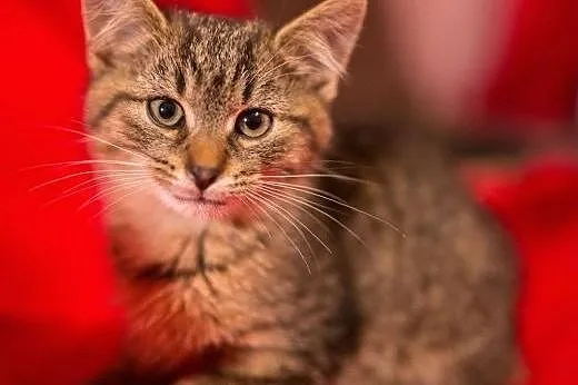 Puchate śliczności kociaki Mona, Julien i Octavius