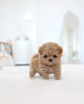 Szczenięta rasy maltipoo dostępne na sprzedaż i do nowych domów., Podkarpackie, Przemyśl