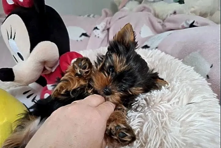 yorkshire terrier suczka, Zachodniopomorskie, Szczecin