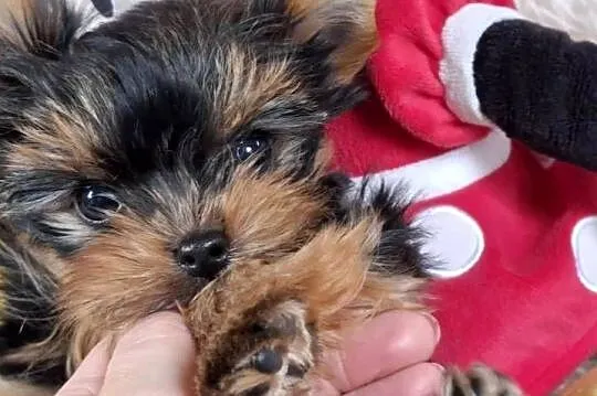 yorkshire terrier suczka, Zachodniopomorskie, Szczecin