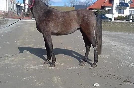 Ogier rasy małopolskiej - TON, , 
