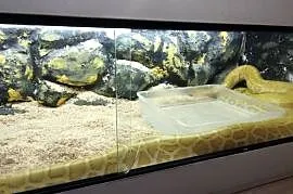 Pyton Tygrysi