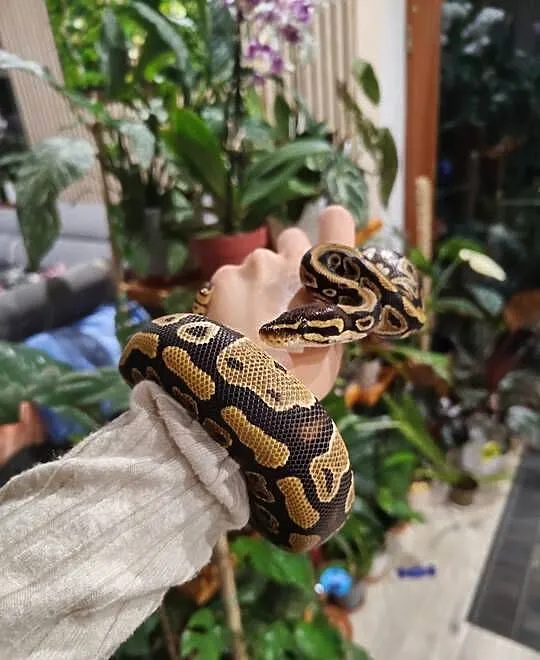 2 Samice het clown 50% het albino węża królewskiego python regius, Śląskie, Łaziska Górne