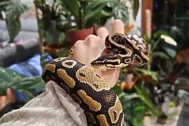 2 Samice het clown 50% het albino węża królewskiego python regius