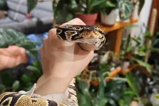 2 Samice het clown 50% het albino węża królewskiego python regius, Śląskie, Łaziska Górne