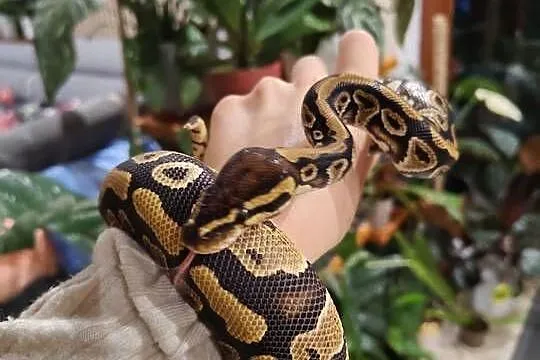 2 Samice het clown 50% het albino węża królewskiego python regius, Śląskie, Łaziska Górne