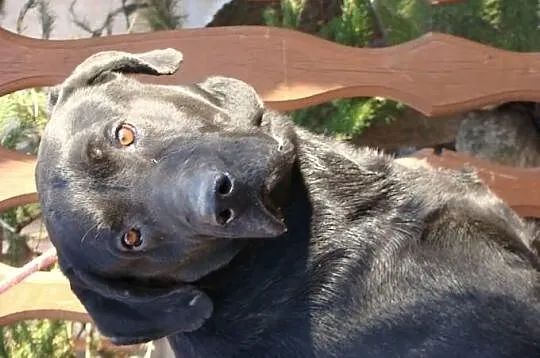 Piękny, czarny pies w typie labradora szuka domu.